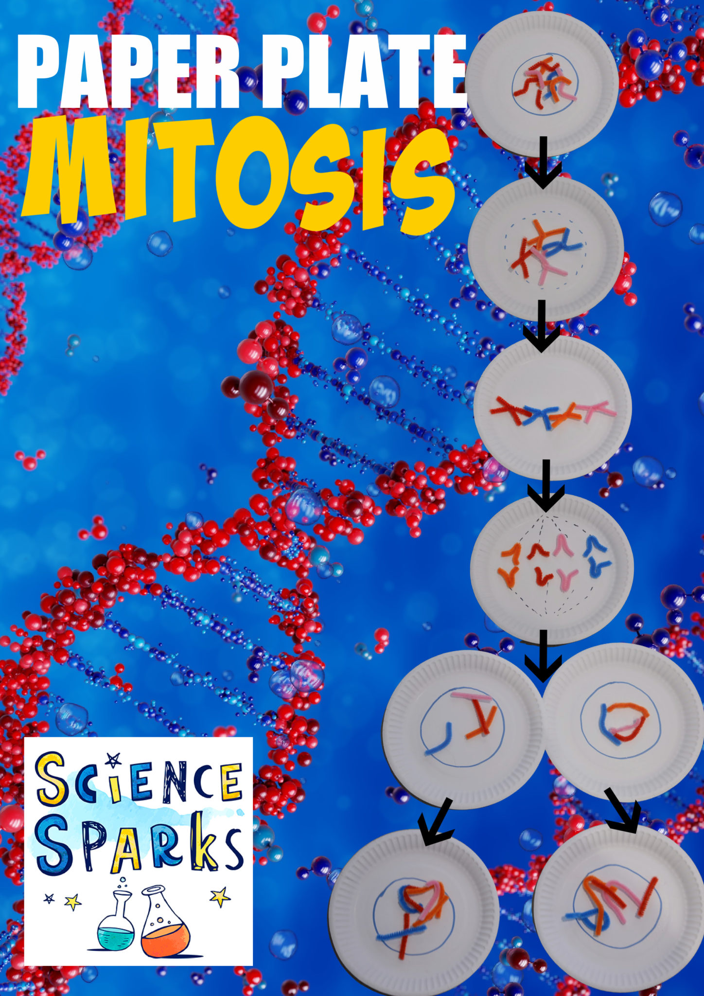 Paper Plate Mitosis