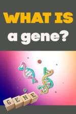 What is a gene? Genes and variation