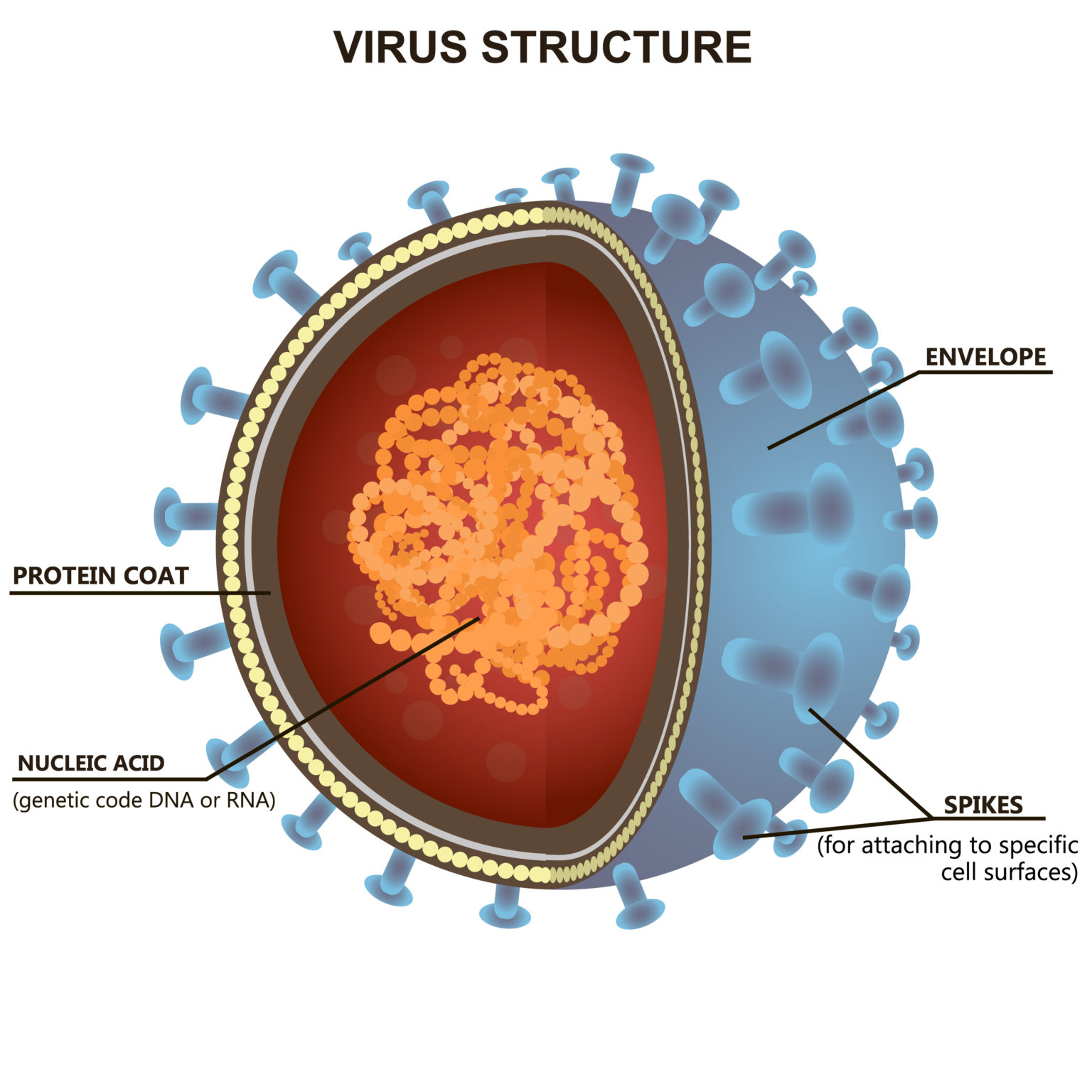 Journey of a virus - how a virus infects the body