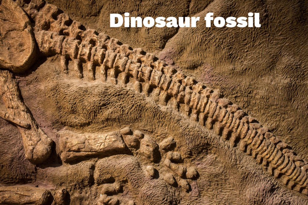 dinosaur trace fossils