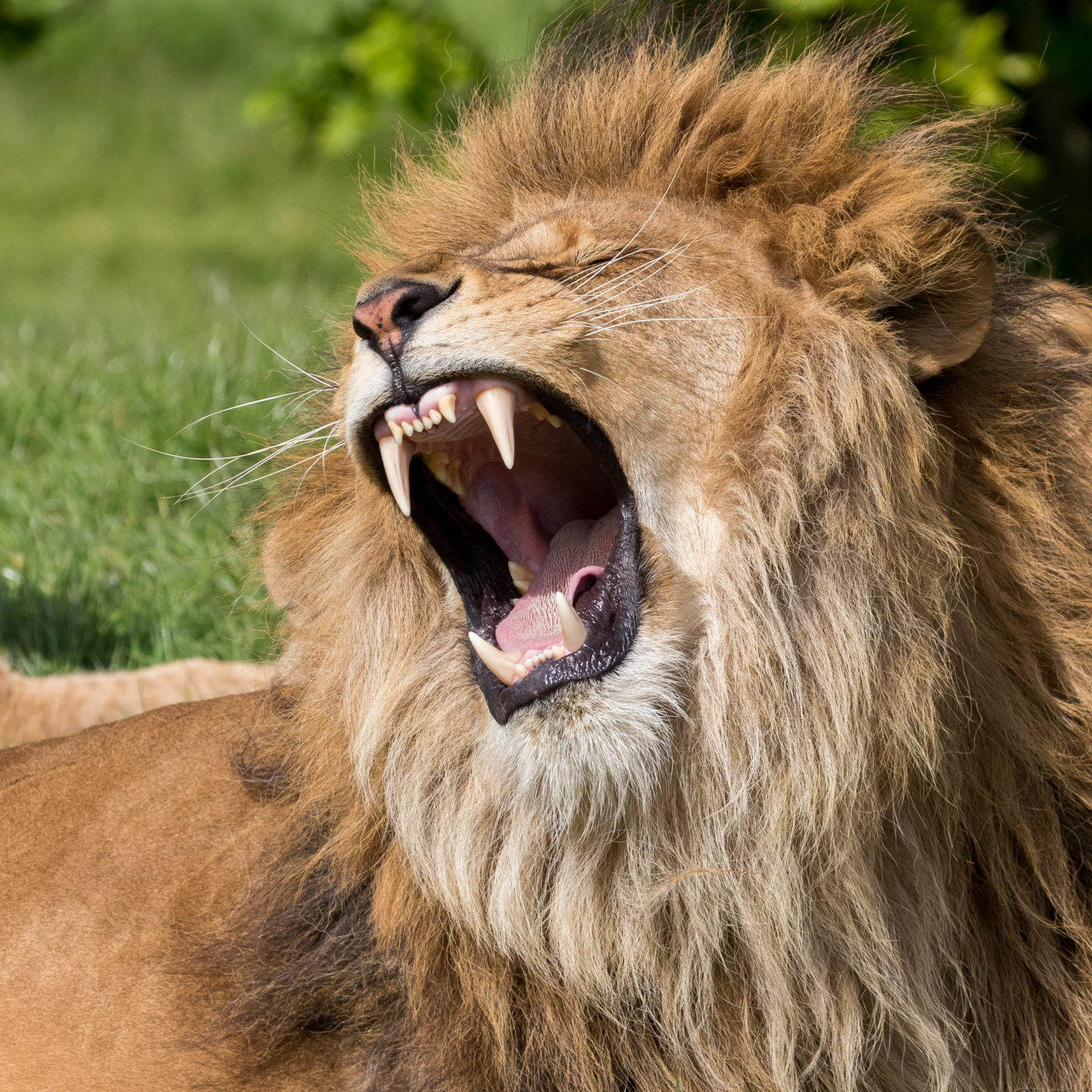 Male Lion Yawning 1536x1536 