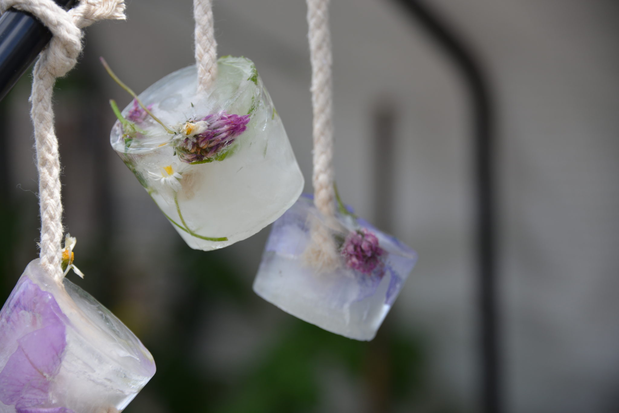 hanging ice decorations with nature items inside