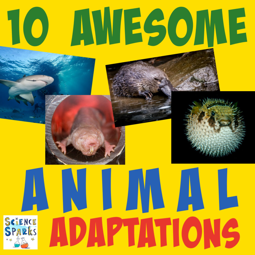 adaptation pictures of animals