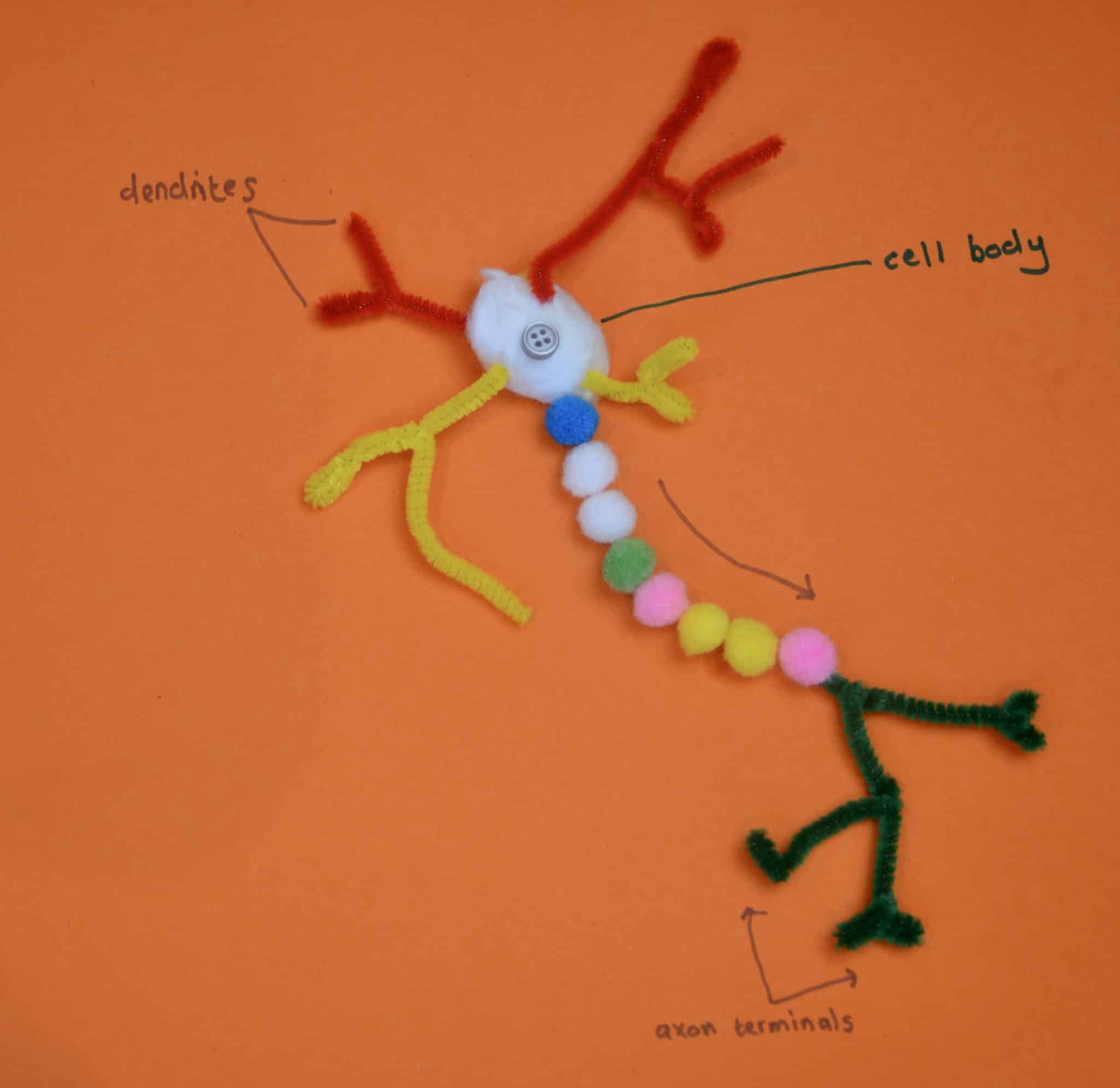 neuron model experiment