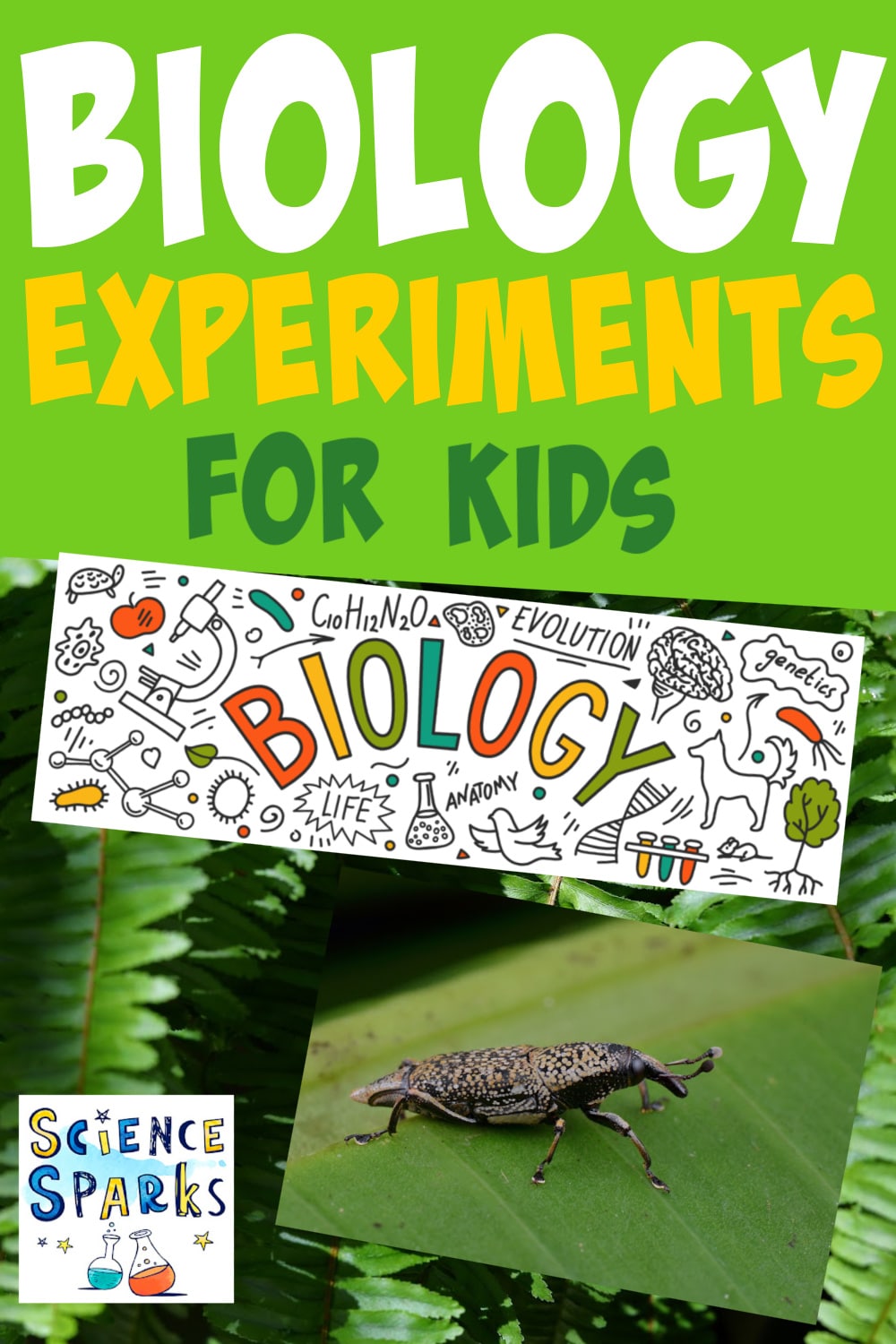 Read more about the article آزمایشات ساده زیست شناسی برای بچه ها