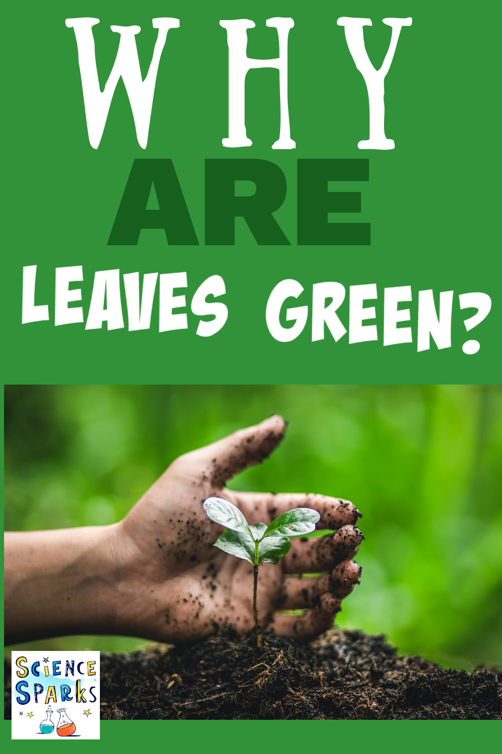 Why Are Leaves Green Top Globe News