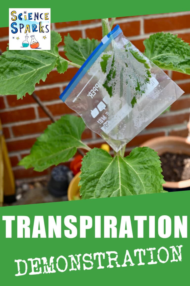 simple transpiration experiment