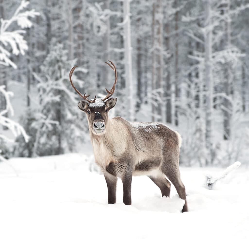 Reindeer in the snow