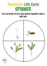 Plant Science - Plant Life Cycle Spinner - Science Sparks