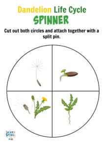 Plant Science - Plant Life Cycle Spinner - Science Sparks