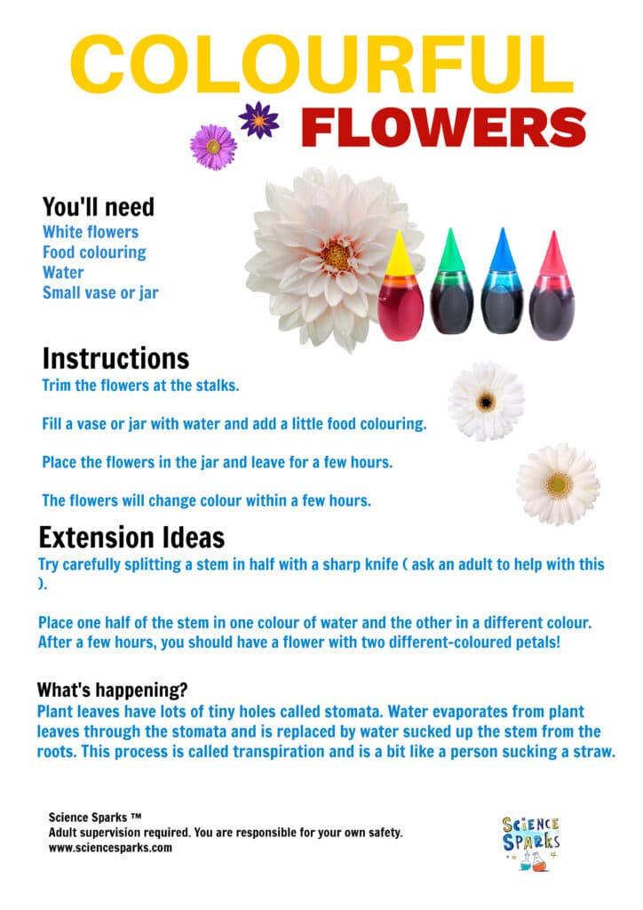 Instructions for a colourful flower transpiration experiment. White flowers change colour when placed in a mixture of food colouring and water.