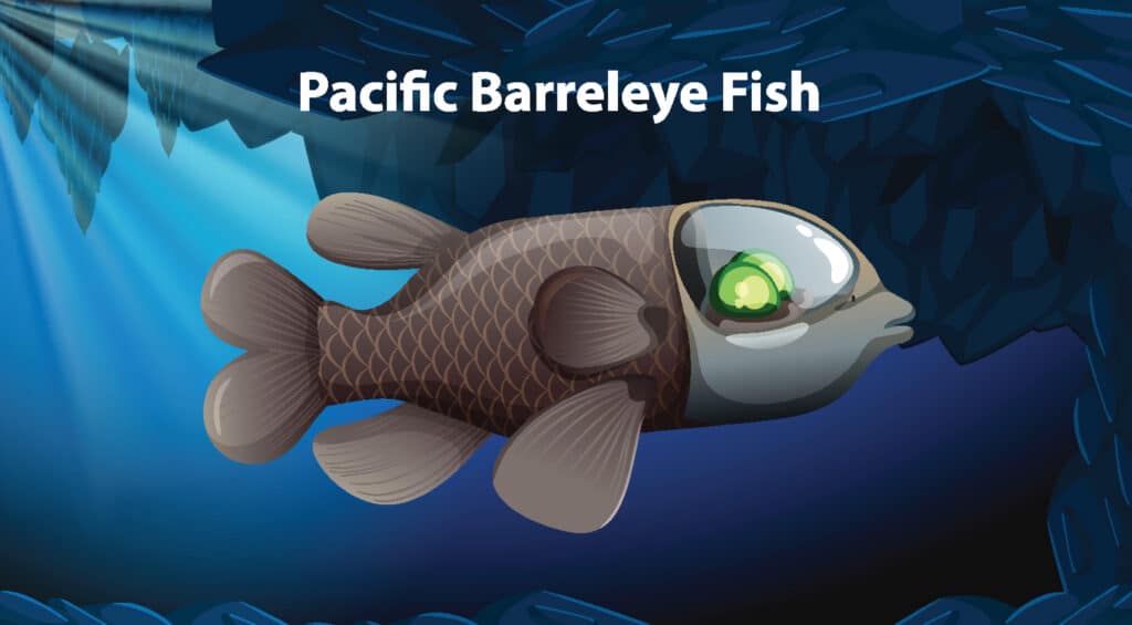 Pacific Barreleye fish