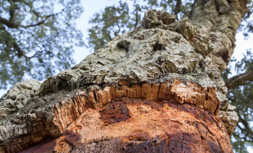 Cork oak tree