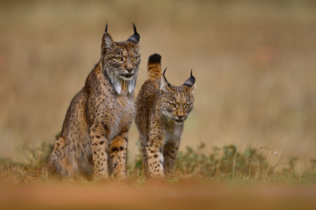 Iberian Lynx and baby