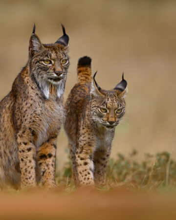 Iberian Lynx