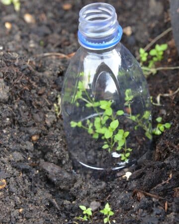 mini DIY greenhouse made from a plastic bottle