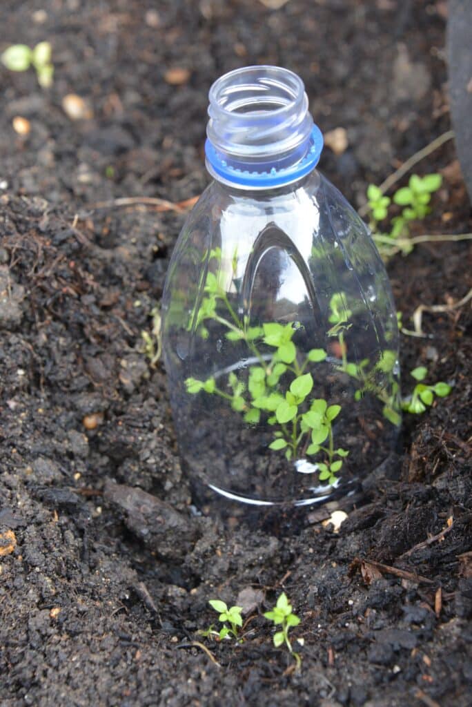 Mini greenhouse made with a plastic bottle