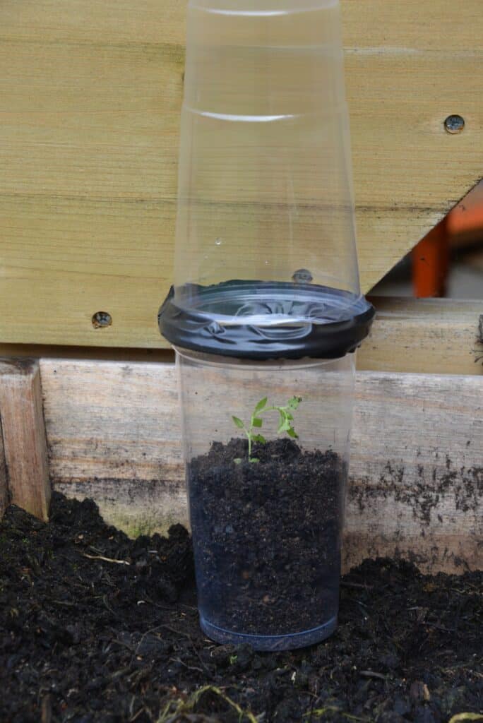 Greenhouse made of two plastic cups and tape